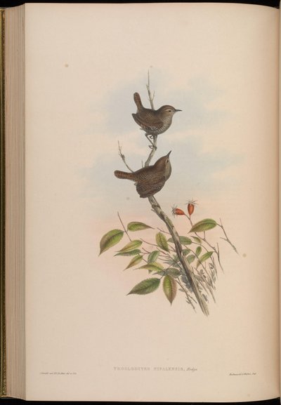 Troglodytes nipalensis = Troglodytes troglodytes nipalensis by John Gould